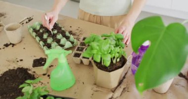 Caucasian woman preparing ground for plant of basil on table in kitchen. Spending quality time at home concept.