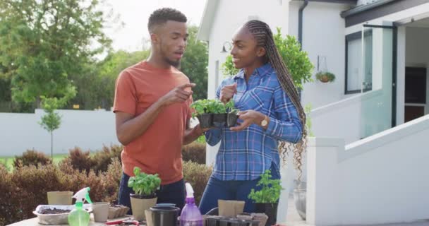 Glad Afrikansk Amerikansk Par Plantera Örter Trädgården Livsstil Relation Tillbringa — Stockvideo