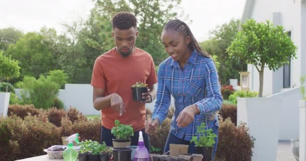 Glad Afrikansk Amerikansk Par Plantera Örter Trädgården Livsstil Relation Tillbringa — Stockvideo