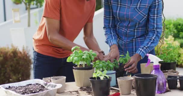 Happy African American Couple Planting Herbs Backyard Lifestyle Relationship Spending — Stockvideo