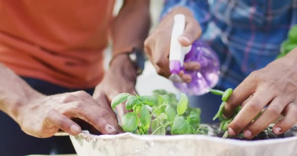 Tangan African American Pasangan Menanam Herbal Halaman Belakang Gaya Hidup — Stok Video
