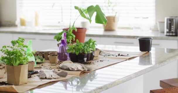 Close Garden Equipment Gloves Plants Table Kitchen Garden Home Concept — Stock video