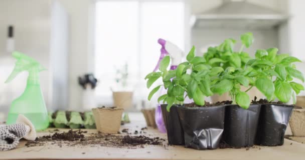 Närbild Trädgårdsutrustning Med Sprinklers Med Vatten Och Växter Basilika Bordet — Stockvideo