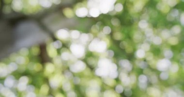 Parkta birden fazla yeşil yaprağı olan büyük bir ağaç, yavaş çekim. Doğa, uyum ve park kavramı.