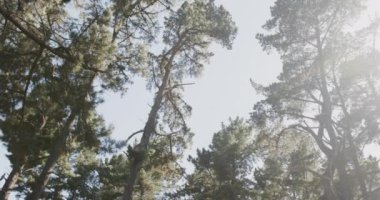 Ağaçlar, çimenler ve güneş ışığı olan ormanın genel manzarası, yavaş çekim. Orman, doğa ve manzara.