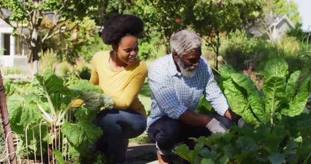 Pareja Afroamericana Jardinería Jardín Soleado Arrodillado Tendiendo Las Plantas Permanecer — Vídeos de Stock