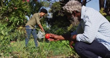 Afro-Amerikalı yaşlı çift güneşli bahçede çiçeklerini suluyor ve inceliyor. Karantina süresince evde tecrit altında kalmak.