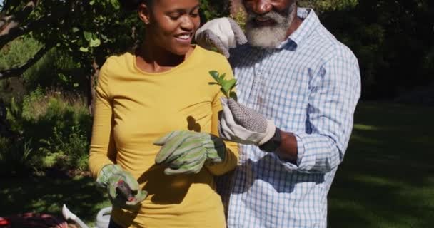 Sorridente Coppia Afroamericana Giardinaggio Giardino Soleggiato Guardando Taglio Alberi Stare — Video Stock