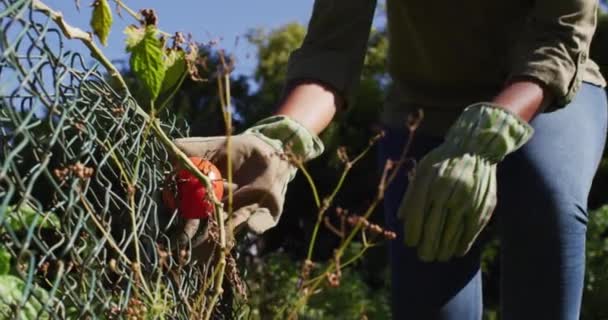 Africano Americano Mulher Jardim Ensolarado Olhando Para Frutificação Tomate Planta — Vídeo de Stock
