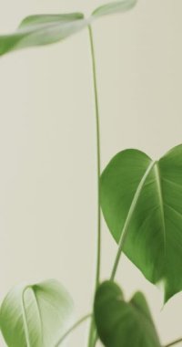 Beyaz arkaplandaki yeşil yaprakların dikey videosu ve fotokopi uzayı yavaş çekimde. Doku, doğa ve şablon.