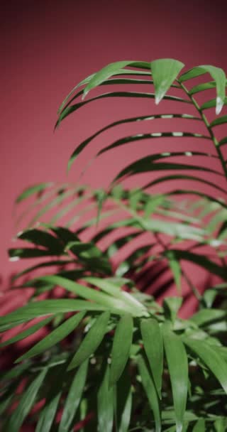 在粉色背景上的绿色叶子与慢动作复制空间的垂直视频 性质和模式 — 图库视频影像