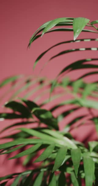 在粉色背景上的绿色叶子与慢动作复制空间的垂直视频 性质和模式 — 图库视频影像