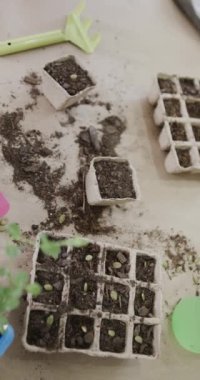 Tohumlu yumurta kartonlarının dikey videosu ve masada bitkiler yavaş çekimde. Doğa, büyüme ve bahçe.