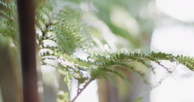 Yavaş çekimde yeşil eğreltiotu yapraklarını kapatın. Doğa, ekoloji ve bitki.