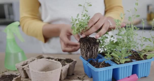 Руки Жінки Висаджують Розсаду Трави Біорозкладаному Стартовому Горщику Повільному Русі — стокове відео