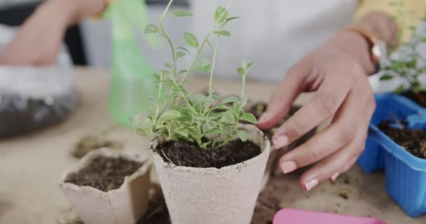 生分解性のスターターポットにハーブ苗を植える出産の女性の手は スローモーションで 生態学 成長と園芸 — ストック動画