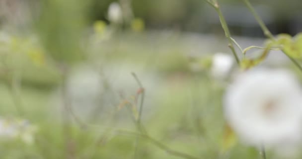 Nahaufnahme Einer Weißen Blume Mit Grünen Blättern Garten Zeitlupe Sommer — Stockvideo