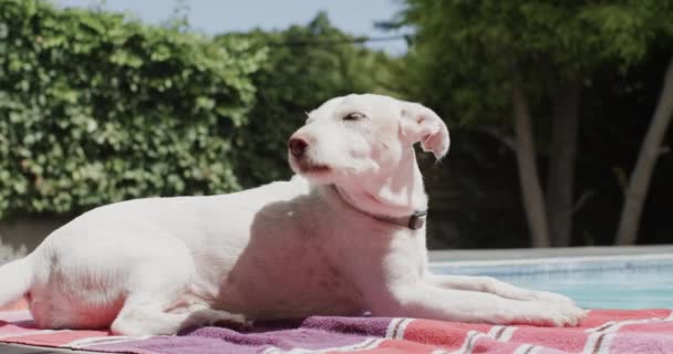 安静的白狗慢吞吞地躺在花园里 阳光明媚 业余时间 生活方式和假期 家庭生活和动物 — 图库视频影像