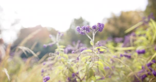 Bahçede Yeşil Yapraklı Mor Çiçekleri Yavaş Çekimde Kapatın Yaz Doğa — Stok video
