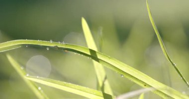 Güneşli bir günde arka bahçedeki çimenleri yağmur damlalarıyla kapatın, bokeh, yavaş çekim. Doğa, hava, büyüme ve sükunet.