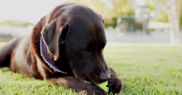 Lähikuva Koira Pelaa Palloa Aurinkoisessa Puutarhassa Hidastettuna Kesä Hyvinvointi Kunto — kuvapankkivideo