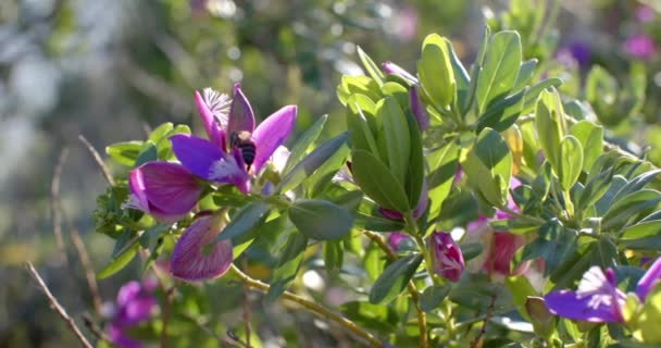 在阳光明媚的日子里 用绿色的叶子和蜜蜂把粉色的花朵合拢在一起 动作缓慢 生长与安宁 — 图库视频影像