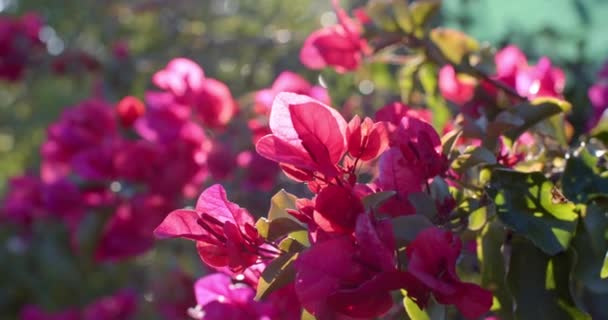 Κοντινό Πλάνο Ροζ Λουλουδιών Πράσινα Φύλλα Την Ηλιόλουστη Μέρα Αργή — Αρχείο Βίντεο