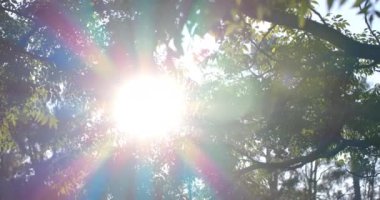 Güneşli bir günde birden fazla yeşil yapraklı ağaçlar, yavaş çekim. Doğa, hava, büyüme ve sükunet.