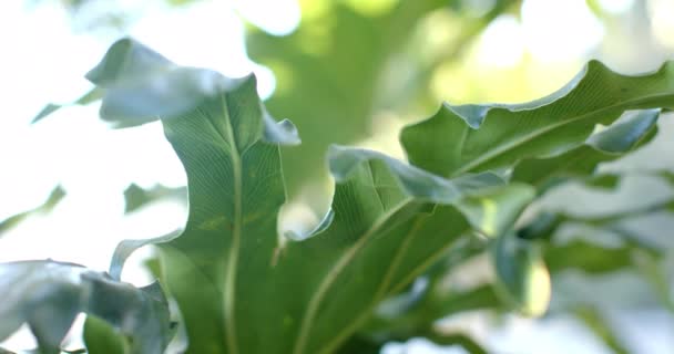 Zblízka Rostliny Zelenými Listy Slunečného Dne Zpomalený Pohyb Příroda Počasí — Stock video