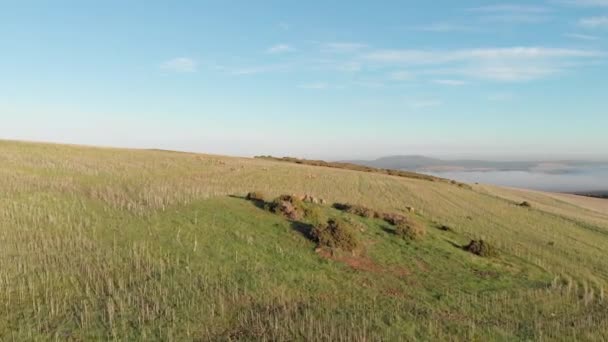 Drone Shot Van Glooiend Groen Landschap Landbouwvelden Met Schapen Zonnige — Stockvideo
