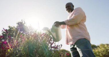 Mutlu kıdemli Afro-Amerikalı adam güneşli bahçede çiçekleri suluyor, ağır çekimde. Organik doğa, bahçıvanlık ve sağlıklı yaşam tarzı, değiştirilmemiş..