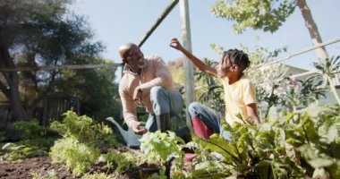 Kıdemli Afro-Amerikan büyükbabası ve torunu güneşli bahçede sebze topluyor, ağır çekimde. Organik gıda, bahçıvanlık, aile, birliktelik ve sağlıklı yaşam tarzı, değişmemiş..