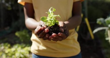 Güneşli bahçede sebze yetiştiren Afrikalı Amerikalı çocuğun elleri, ağır çekimde. Organik yiyecekler, bahçıvanlık ve sağlıklı yaşam tarzı, değişmemiş..