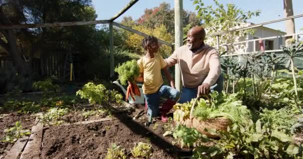 Glücklicher Afrikanisch Amerikanischer Großvater Und Enkel Beim Gemüsepflücken Sonnigen Garten — Stockvideo