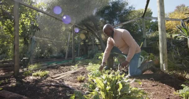 Senior Afrikanisch Amerikanischer Mann Pflückt Gemüse Sonnigen Garten Zeitlupe Biolebensmittel — Stockvideo