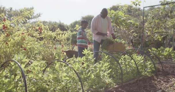 幸せなシニアアフリカ系アメリカ人の祖父と孫の日当たりの良い野菜の庭で野菜を選ぶ 有機食品 団結と健康的なライフスタイル 変更されない — ストック動画
