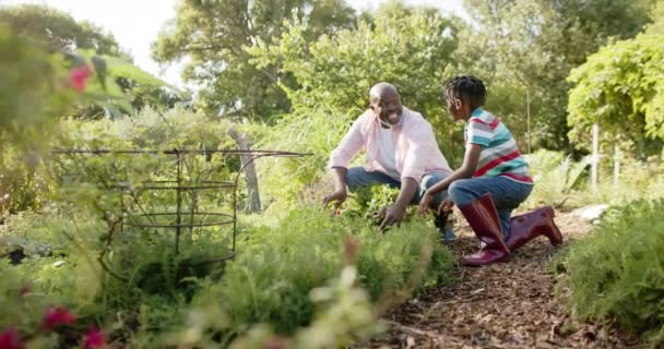 Glückliche Ältere Afrikanisch Amerikanische Großvater Und Enkel Gemüse Pflücken Sonnigen — Stockvideo
