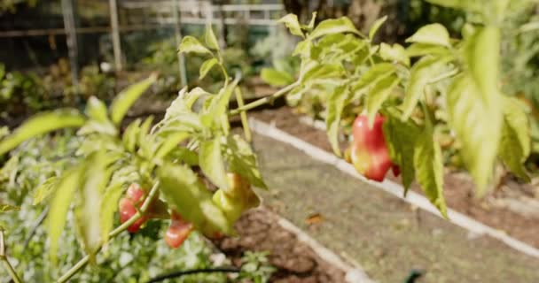 Close Van Planten Zonnige Tuin Slow Motion Biologisch Voedsel Tuinieren — Stockvideo