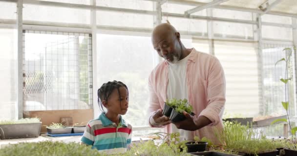 Glad Äldre Afrikansk Amerikansk Farfar Och Sonson Tenderar Att Växter — Stockvideo