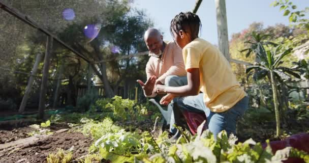 Senior Afrikanisch Amerikanischer Großvater Und Enkel Pflücken Gemüse Sonnigen Garten — Stockvideo