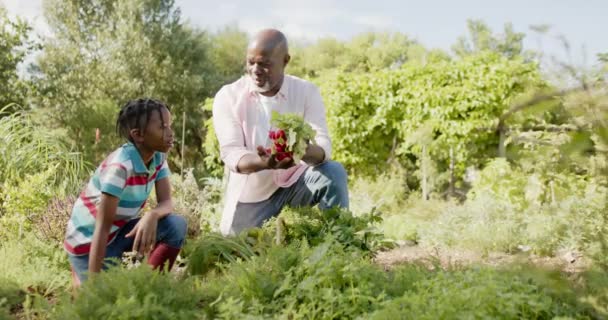 Boldog Idős Afro Amerikai Nagyapát Unokát Akik Zöldségeket Szednek Napsütötte — Stock videók