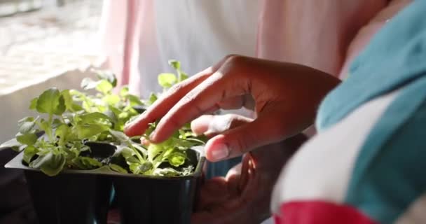Afrikai Amerikai Nagyapa Unoka Kezei Akik Növényeket Gondoznak Üvegházban Lassított — Stock videók