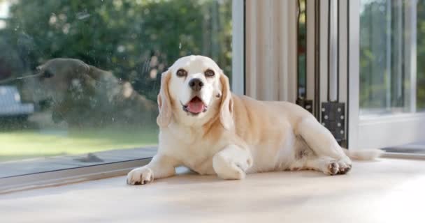 Lähikuva Koira Makaa Lattialla Aurinkoisessa Kodissa Hidastettuna Hyvinvointi Kunto Terveellinen — kuvapankkivideo