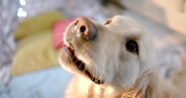 Blisko Białego Psa Siedzącego Domu Zwolnionym Tempie Styl Życia Życie — Wideo stockowe