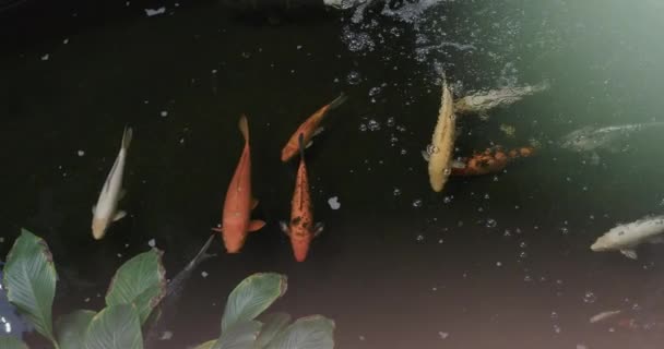 Blick Aus Der Vogelperspektive Auf Koi Karpfenfische Die Teich Der — Stockvideo