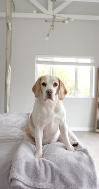 白色宠物狗躺在床上慢动作的垂直视频 宠物和家庭生活 — 图库视频影像