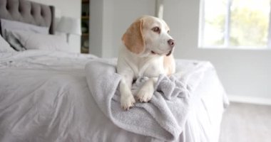 Evcil köpeğini yavaşça yatakta otururken yaklaş. Hayvanlar, hayvanlar ve ev hayatı.