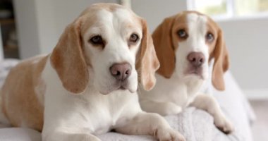 Evcil köpekleri yavaşça yatakta otururken yaklaş. Hayvanlar, hayvanlar ve ev hayatı.