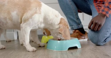 Afrika kökenli Amerikalı bir adamın evdeki evcil köpeklerine yemek yedirmesi, ağır çekim. Yaşam tarzı, evcil hayvanlar ve ev hayatı, değişmemiş..