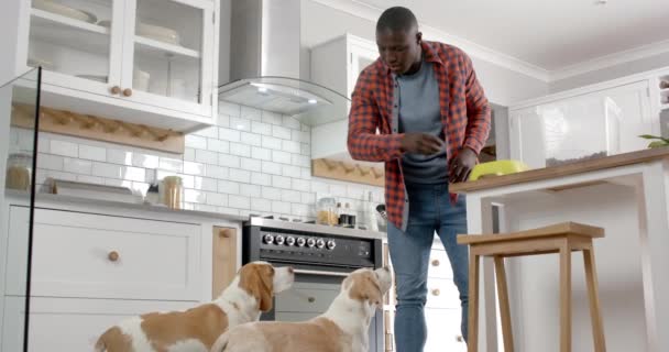 Hombre Afroamericano Dando Comida Sus Perros Compañía Cocina Casa Cámara — Vídeos de Stock